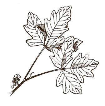 
Western poison oak (Toxicodendron diversilobum).
